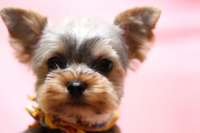 犬は見た目で飼うと苦労する 毛が抜けない 臭わない室内犬とは いいこむん